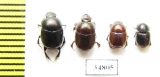 Onthophagus sp.  Sudan - INSECTS-STORE.RU