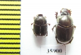 Onthophagus sp.  Tanzania - INSECTS-STORE.RU