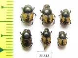 Onthophagus suturellus, pair  Russia, Astrakhan reg. - INSECTS-STORE.RU