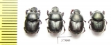 Onthophagus taurus, pair  Russia, Volgograd reg. - INSECTS-STORE.RU
