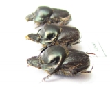 Onthophagus taurus, pair  Russia, Volgograd reg. - INSECTS-STORE.RU