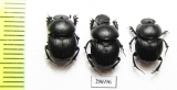 Onthophagus uniformis  Russia, Far East - INSECTS-STORE.RU
