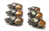 Onthophagus vacca, pair  Iran, E.Azerbaijan prov. - INSECTS-STORE.RU