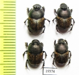 Onthophagus vacca, pair  Russia, Astrakhan reg. - INSECTS-STORE.RU