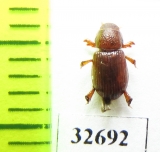 Aegialiinae, Rhysothorax rufus  Poland - INSECTS-STORE.RU