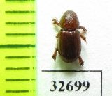 Aegialiinae, Rhysothorax rufus  Poland - INSECTS-STORE.RU