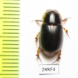 Aphodiinae sp.  Angola - INSECTS-STORE.RU