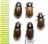 Aphodius sp.  Kazakhstan - INSECTS-STORE.RU