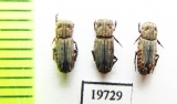 Aphodiinae sp.  Malaysia, Borneo - INSECTS-STORE.RU