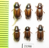 Aphodius sp.  Mongolia - INSECTS-STORE.RU