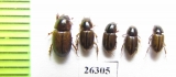 Aphodiinae sp.  South Africa Rep. - INSECTS-STORE.RU