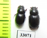 Aphodius elevatus  Spain - INSECTS-STORE.RU