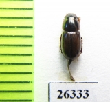 Aphodius nigrovirgatus  China, Tibet - INSECTS-STORE.RU