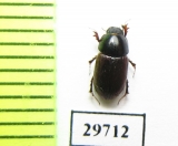 Aphodius porcus  Poland - INSECTS-STORE.RU