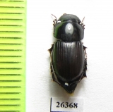 Aphodius planicollis  Georgia - INSECTS-STORE.RU