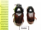Aphodius scrutator, pair  Russia, Ingushetia reg. - INSECTS-STORE.RU