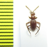 Leiodidae sp.  Philippines - INSECTS-STORE.RU