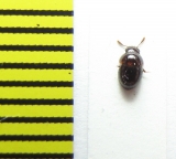 Agathidium badium  Belorussia - INSECTS-STORE.RU