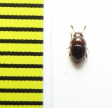 Agathidium badium  Belorussia - INSECTS-STORE.RU