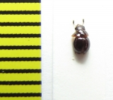 Agathidium plagiatum  Belorussia - INSECTS-STORE.RU