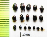 Anisotoma, Agathidium sp.  Russia, Tver reg. - INSECTS-STORE.RU