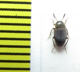 Catops fuliginosus  Belorussia - INSECTS-STORE.RU