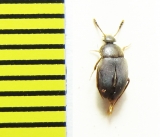 Catops morio  Belorussia - INSECTS-STORE.RU