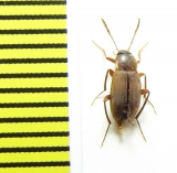 Choleva oblonga  Belorussia - INSECTS-STORE.RU