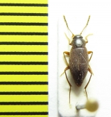 Choleva zolotarevi  Russia, Krasnodar reg. - INSECTS-STORE.RU