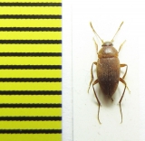 Cholevinus fuscipes securifer  Russia, Astrakhan reg. - INSECTS-STORE.RU