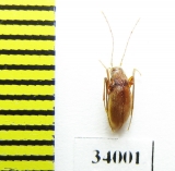 Isereus xambeui  France (cave beetle) - INSECTS-STORE.RU