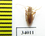 Isereus xambeui  France (cave beetle) - INSECTS-STORE.RU