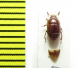 Leiodes obesa  Belorussia - INSECTS-STORE.RU