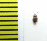 Nemadus colonoides  Belorussia - INSECTS-STORE.RU