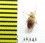 Perriniella faurai  Spain (cave beetles) - INSECTS-STORE.RU