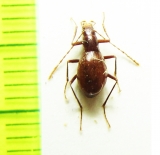 Pholeuonopsis grabowskii  Croatia (cave beetle) - INSECTS-STORE.RU