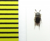 Ptomaphagus sericatus  Belorussia - INSECTS-STORE.RU