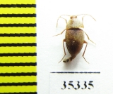 Speonomus diecki  France (cave beetle) - INSECTS-STORE.RU