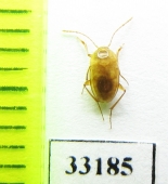 Speonomus longicornis  France (cave beetle) - INSECTS-STORE.RU