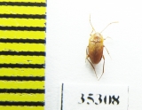 Speonomus ochsi  France (cave beetle) - INSECTS-STORE.RU