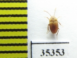 Speonomus speluncarum  France (cave beetle) - INSECTS-STORE.RU