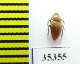 Trapezodirus bolivari  Spain (cave beetle) - INSECTS-STORE.RU