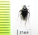 Scaphidiidae sp.  Madagascar - INSECTS-STORE.RU