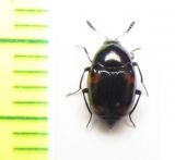 Scaphidium amurense  Russia, Far East - INSECTS-STORE.RU