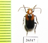 Chrysomelidae sp.  Angola - INSECTS-STORE.RU