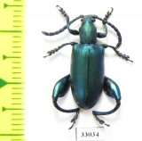 Sagra sp.  Madagascar - INSECTS-STORE.RU