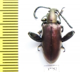 Sagra sp.  Madagascar - INSECTS-STORE.RU