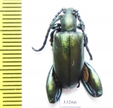 Sagra sp.  Madagascar - INSECTS-STORE.RU