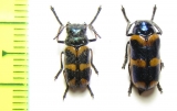 Chrysomelidae sp., pair  South Africa Rep. - INSECTS-STORE.RU
