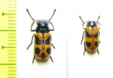 Chrysomelidae sp., pair  South Africa Rep. - INSECTS-STORE.RU